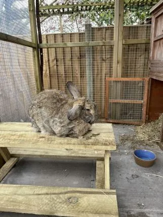 Animal Adventures Pet Boarding, Burton on Trent