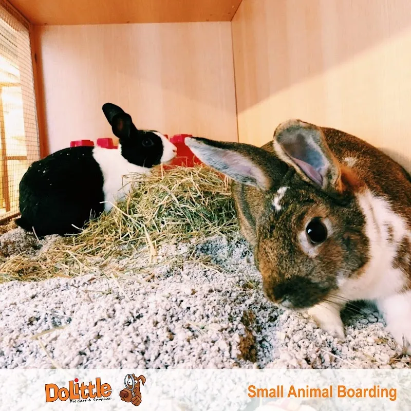 Small Animal Boarding Surrey