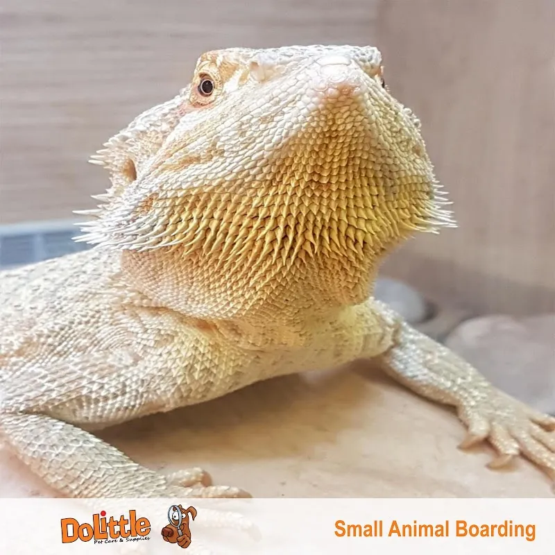 Small Animal Boarding Surrey