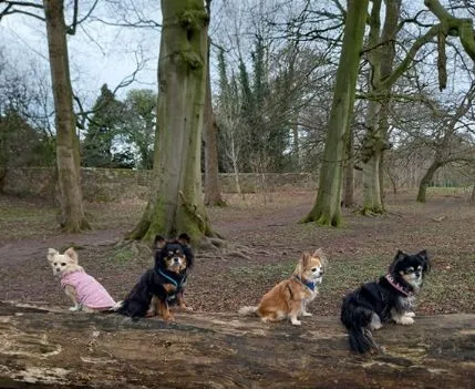 Maddie's Retreat Home Dog Boarding and Day Care, Knaresborough