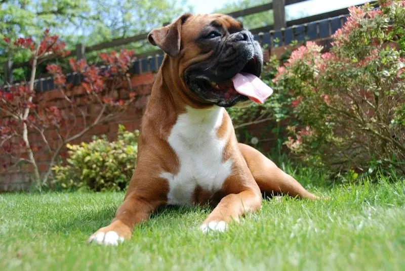 Highwood Boarding Kennels Ltd.