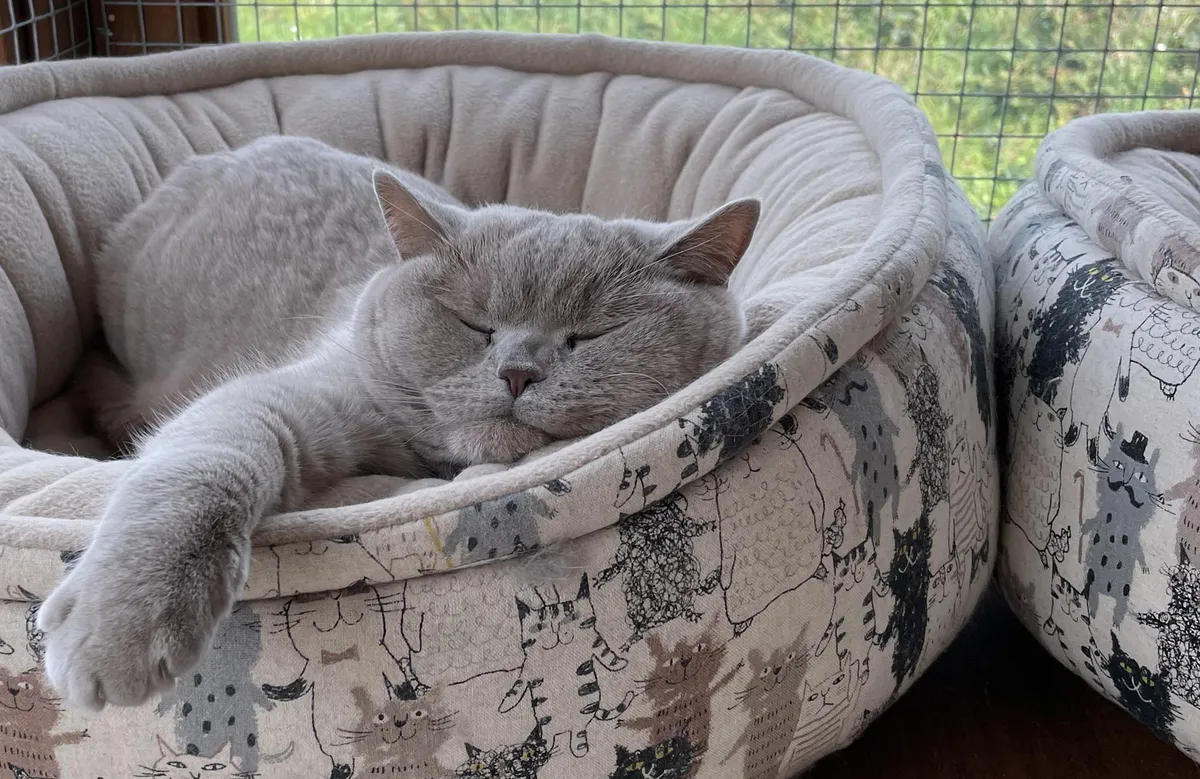 CAT Church Farm Cattery, Bideford - Photo 3 of 3