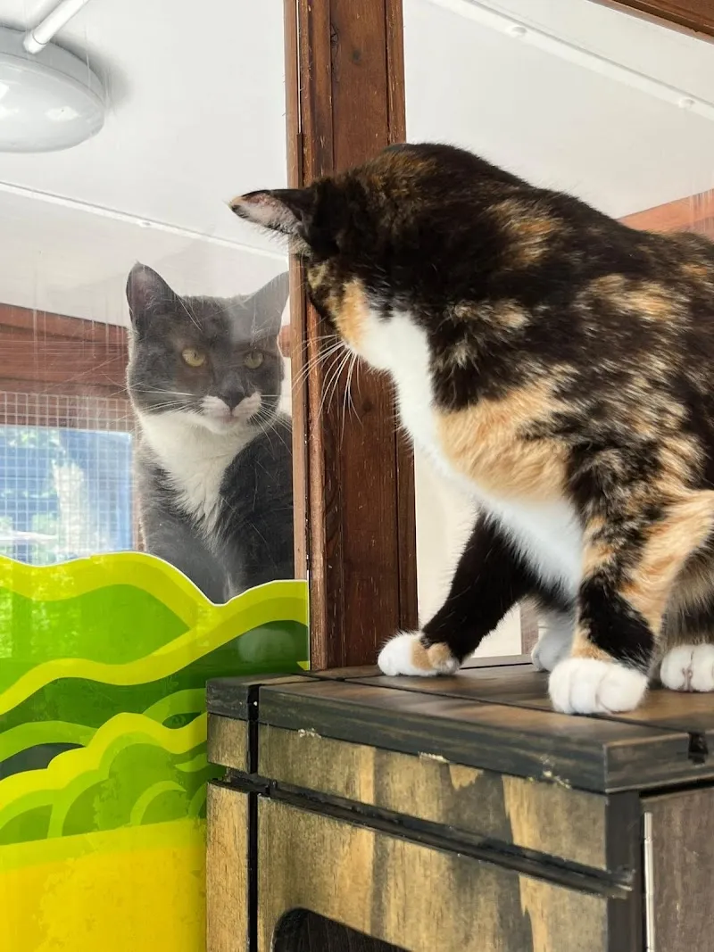 CAT Church Farm Cattery