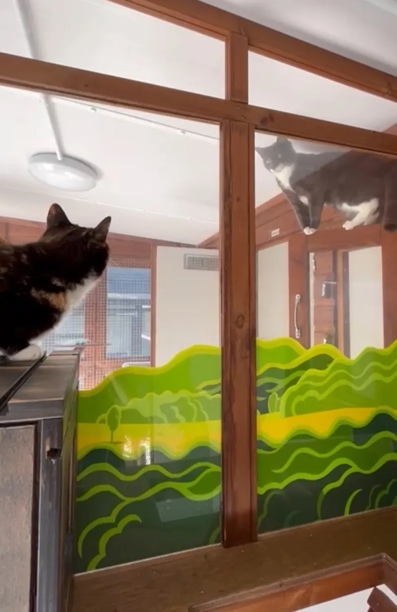 CAT Church Farm Cattery