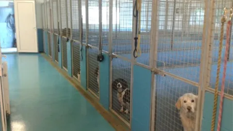 Wild Meadow Boarding Kennels