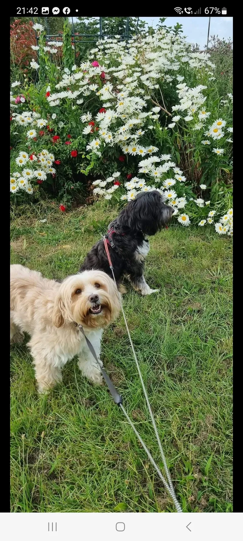 Doggie Holiday Homes Maria