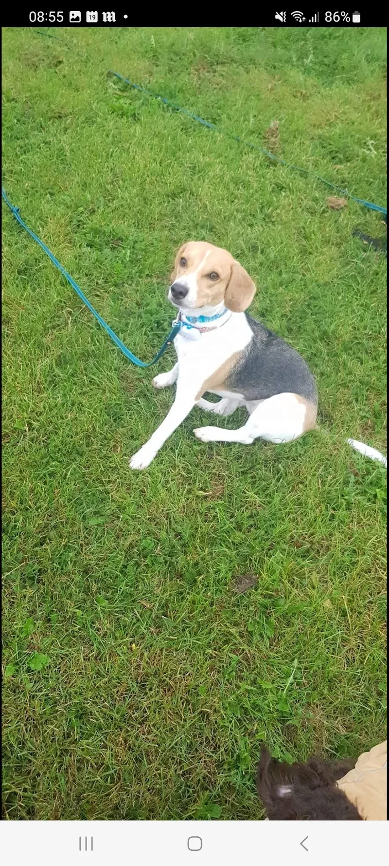 Doggie Holiday Homes Maria