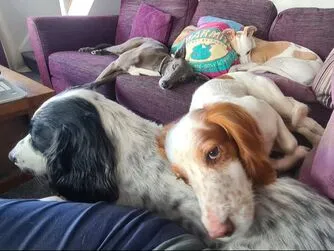 New Dawn - Cornwall, Saint Austell - Photo 2 of 2