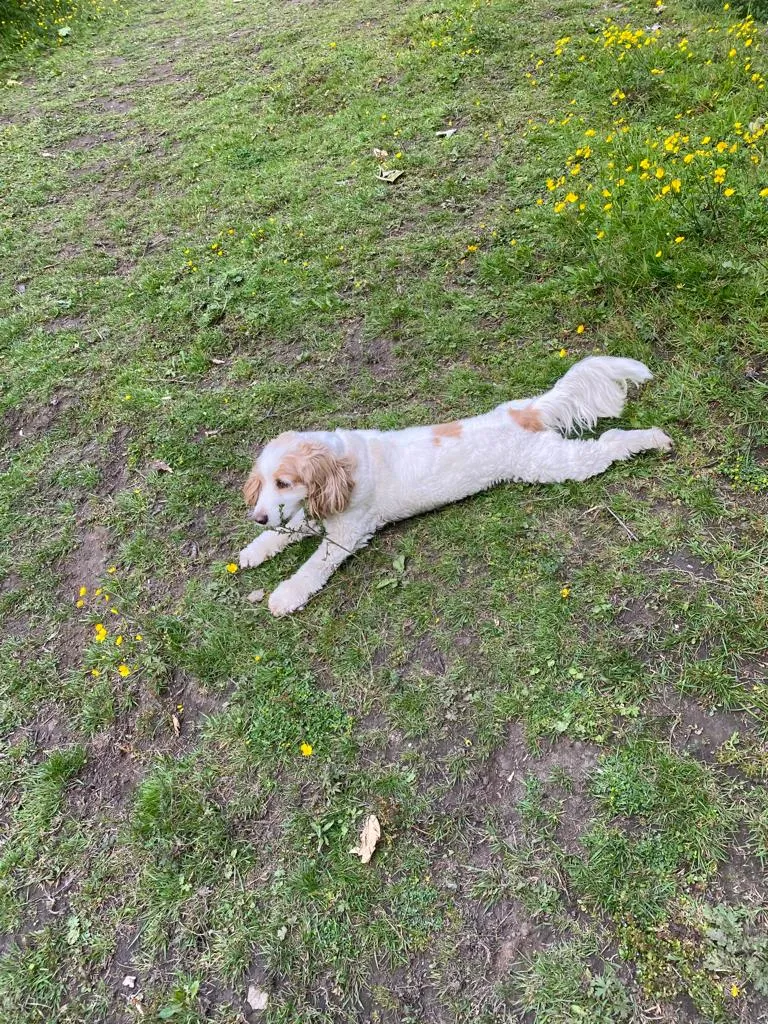 Hegiin's Private Dog Paddocks