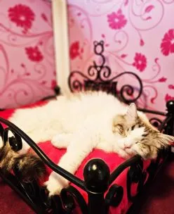 Longcroft Luxury Cat Hotel Creeting St Peter / Ipswich, Ipswich - Photo 1 of 4