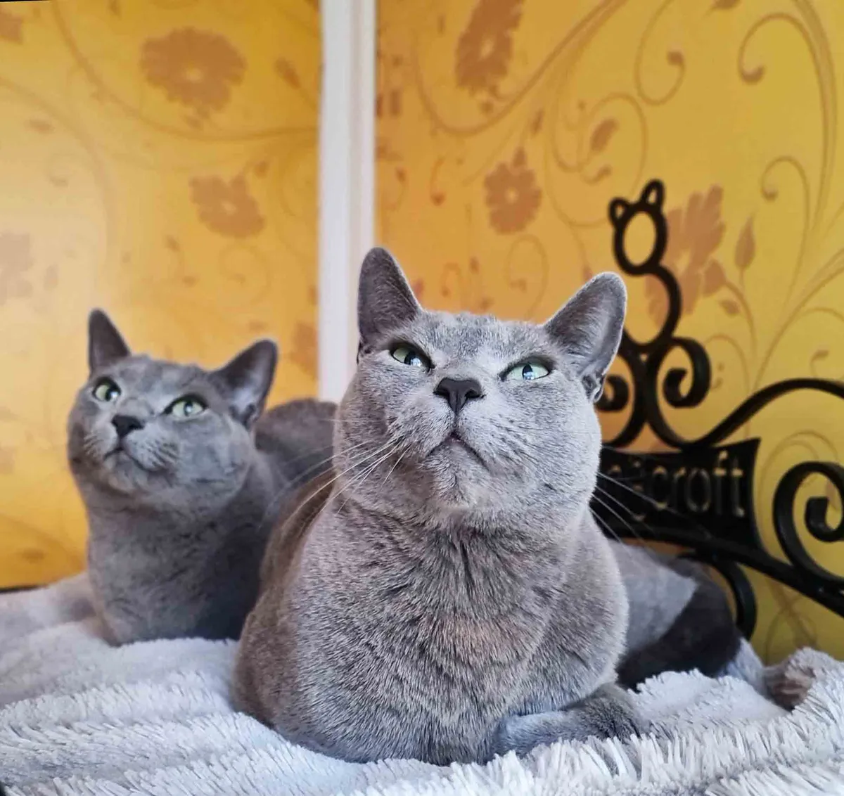 Longcroft Luxury Cat Hotel Creeting St Peter / Ipswich, Ipswich - Photo 4 of 4