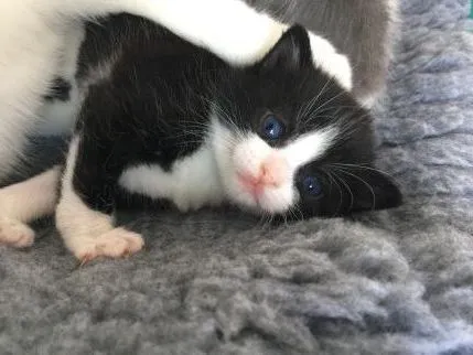 Sophisticats Cattery Llanelli, Llanelli - Photo 1 of 2