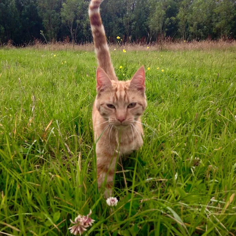 Sophisticats Cattery Llanelli