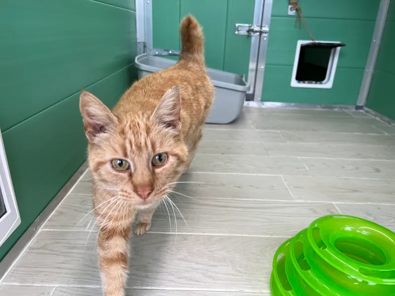 Sophisticats Cattery Llanelli