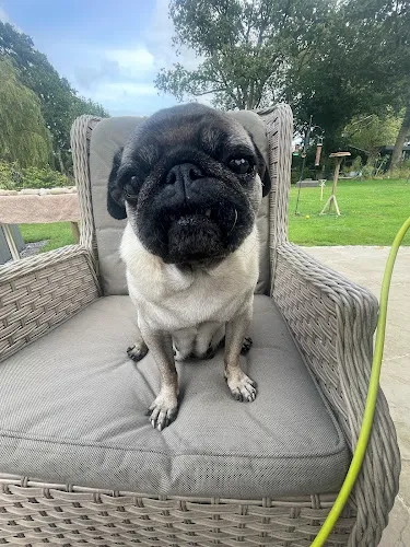 Hotel for Pugs (and Griffons), Billingshurst - Photo 1 of 2