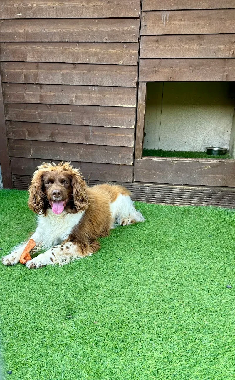 Best Friends Kennels and Cattery