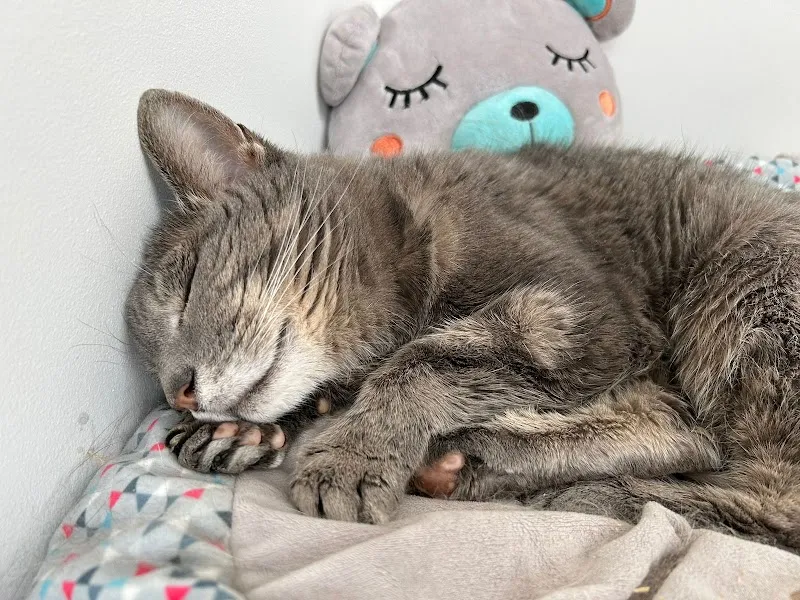 Cleo’s Place Luxury Cat Boarding