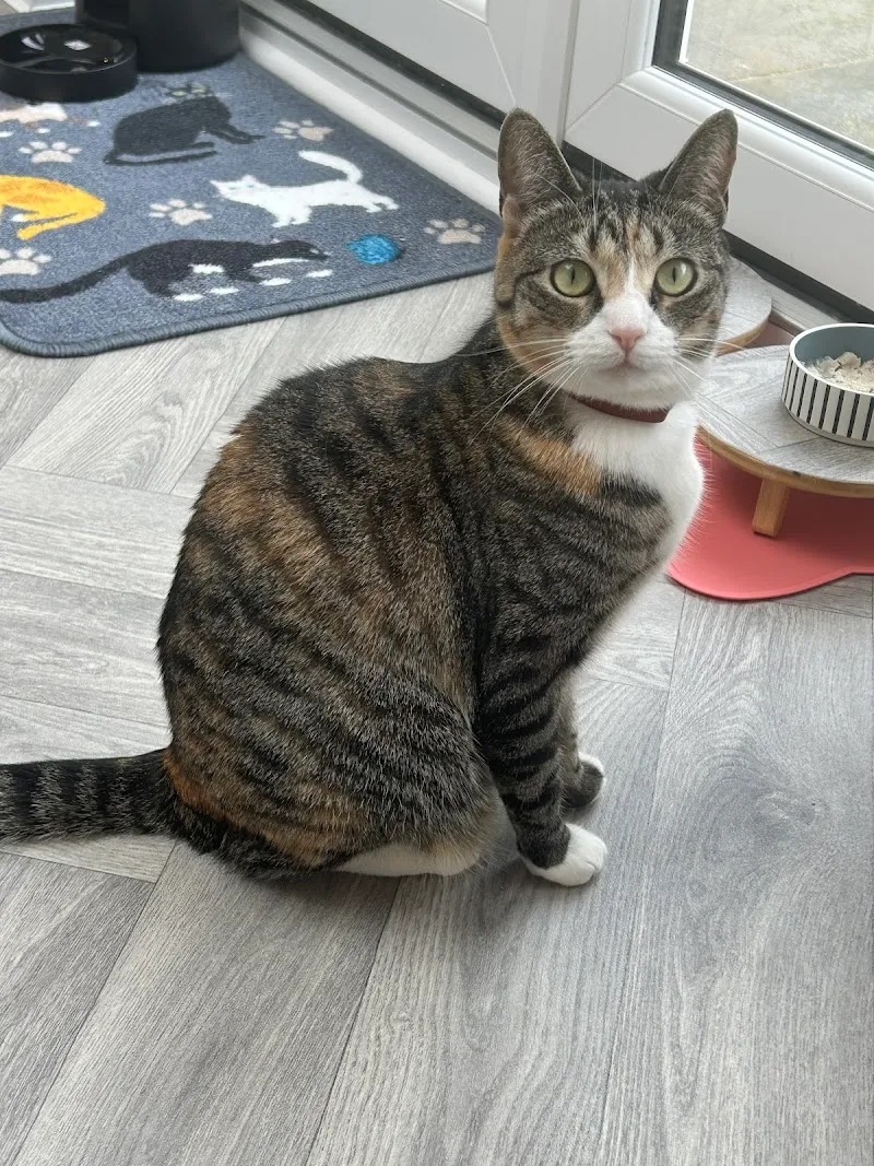 Cleo’s Place Luxury Cat Boarding