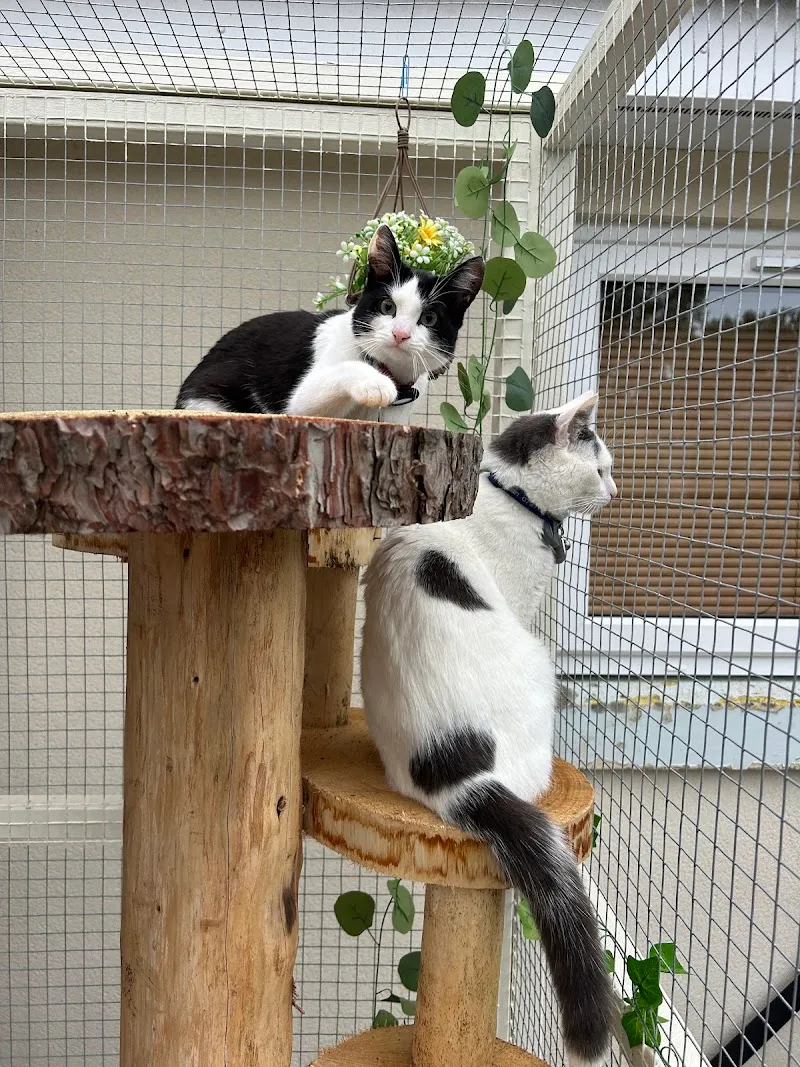 Cleo’s Place Luxury Cat Boarding