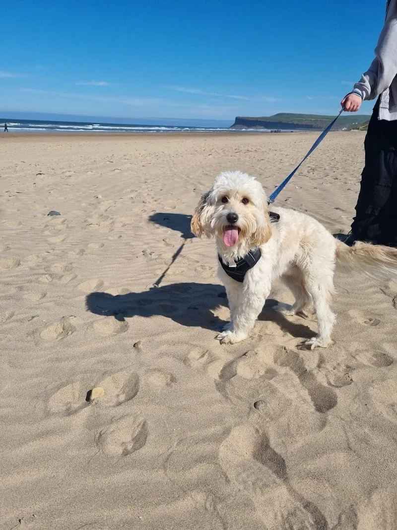 Springwood luxury dog boarding