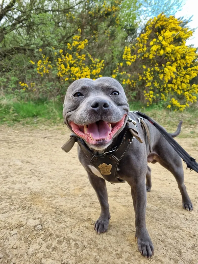 Springwood luxury dog boarding