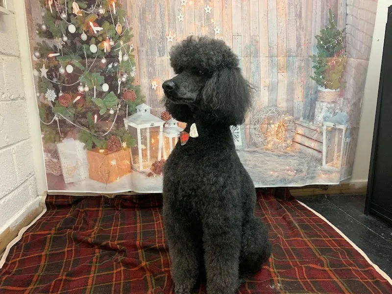 The Manchester Dog Grooming School