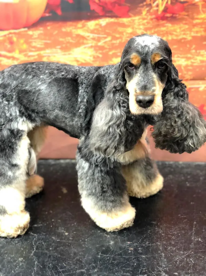 The Manchester Dog Grooming School