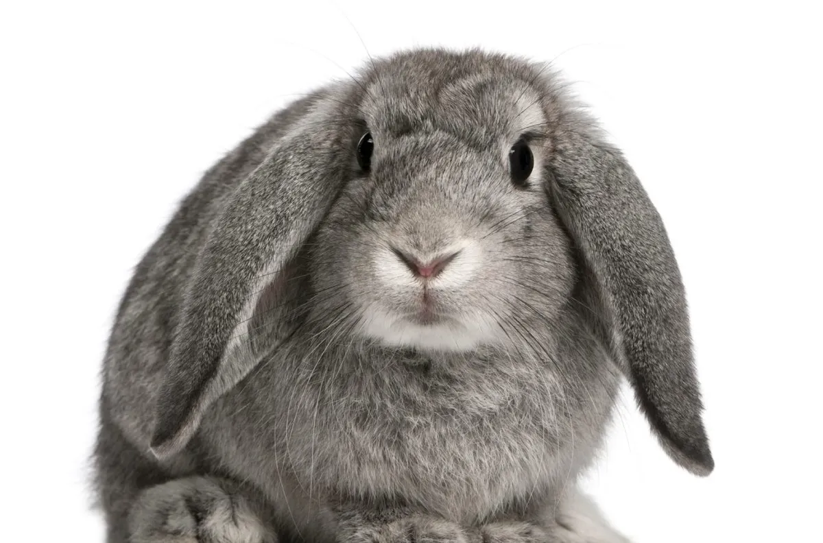 Honeybun's Bunny Hotel, Hemel Hempstead - Photo 1 of 8