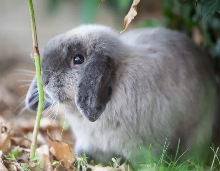 Honeybun's Bunny Hotel, Hemel Hempstead - Photo 2 of 8
