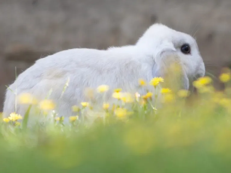 Honeybun's Bunny Hotel, Hemel Hempstead - Photo 3 of 8