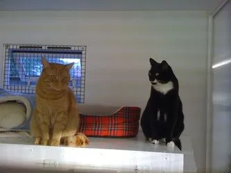 Hotel Pitpat Cattery, Eastleigh - Photo 1 of 4