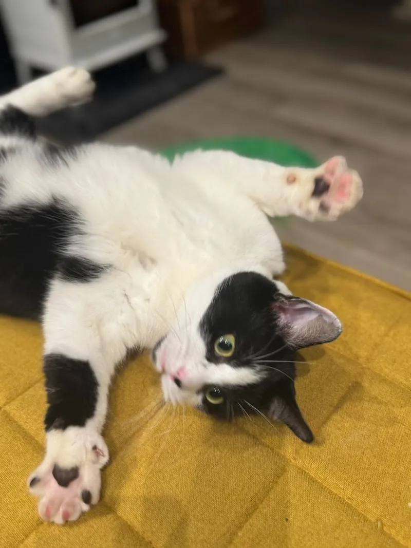 Home Cat Sitter Manchester