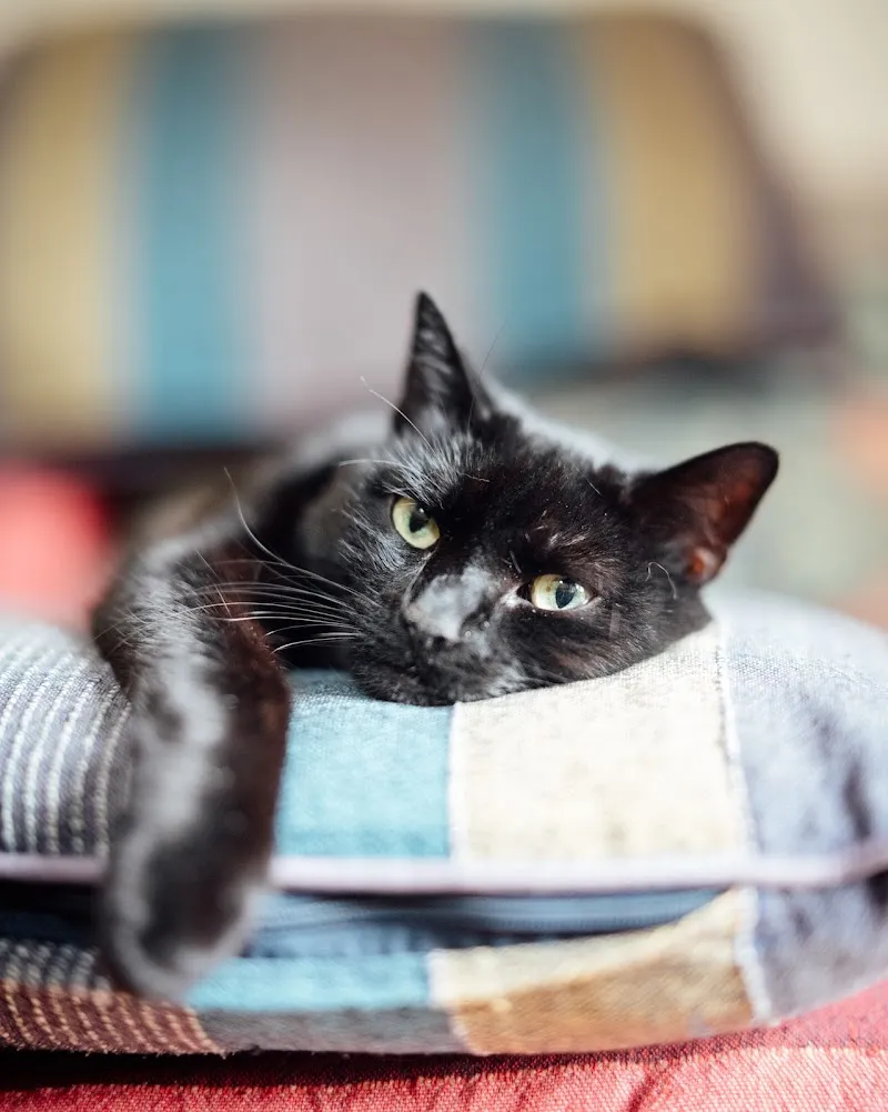 Home Cat Sitter Manchester