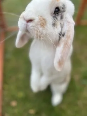Fur and Feathers Small Animal Boarding, Pontefract - Photo 2 of 2