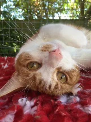 Harmony Cattery, Chichester - Photo 1 of 3