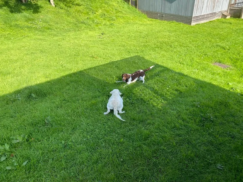 The Canine Country Club Derbyshire