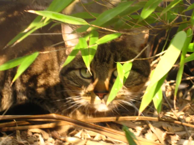 Smart Cats Cattery