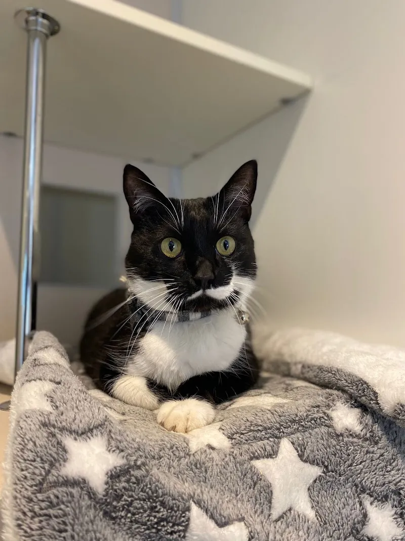 Smart Cats Cattery