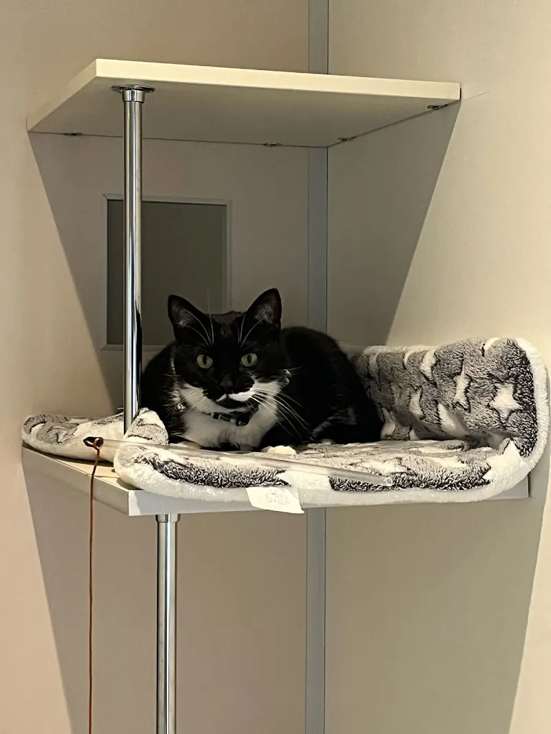 Smart Cats Cattery