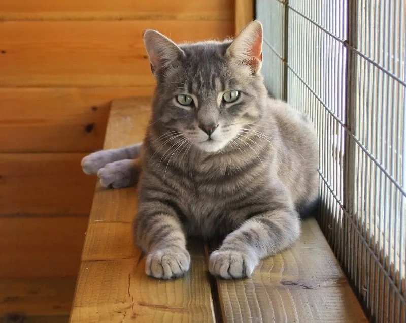 Meadow Lodge Cattery